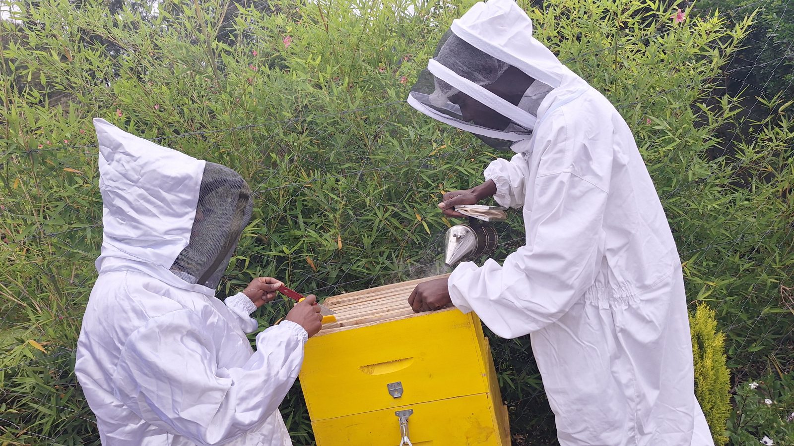 Our trained team demonstrating safe and sustainable honey harvesting techniques, ensuring the highest quality honey while protecting our bees.